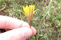 Gazania krebsiana serrulata