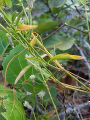 Alternanthera flavescens