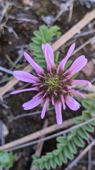 Astragalus glaux