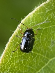 Cryptocephalus flavipes