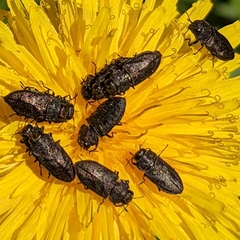 Anthaxia quadripunctata