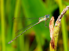 Chalcolestes viridis