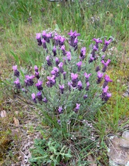 Lavandula stoechas stoechas