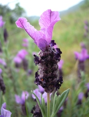 Lavandula stoechas stoechas