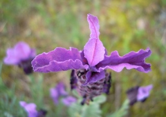 Lavandula stoechas stoechas