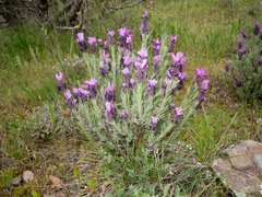 Lavandula stoechas stoechas
