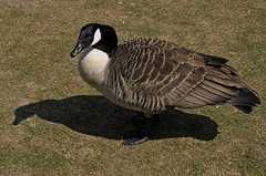 Branta canadensis