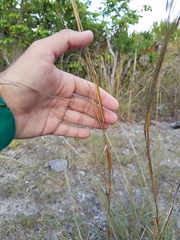 Andropogon longiberbis