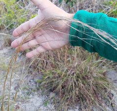 Andropogon longiberbis