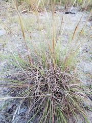Andropogon longiberbis