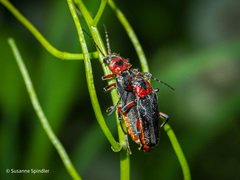 Cantharis rustica