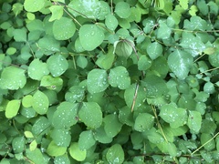 Symphoricarpos albus