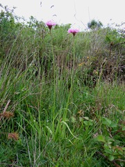 Allium roseum roseum