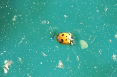 Hippodamia variegata