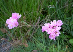 Allium roseum roseum