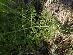 Foeniculum vulgare