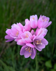 Allium roseum roseum