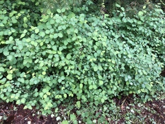 Symphoricarpos albus