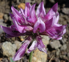 Trifolium attenuatum