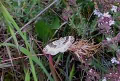 Epirrhoe rivata