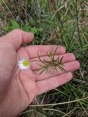 Erigeron hyssopifolius