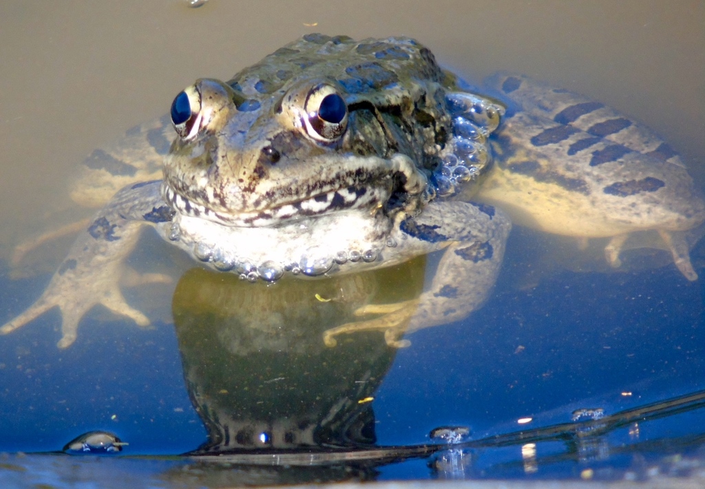 Northwest Mexico Leopard Frog