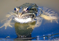 Lithobates magnaocularis