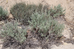 Artemisia spiciformis