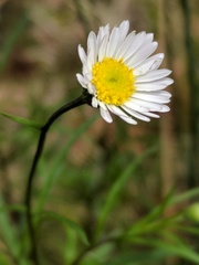 Erigeron hyssopifolius