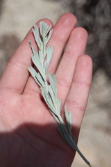 Artemisia spiciformis