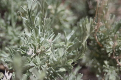 Artemisia spiciformis