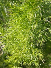 Foeniculum vulgare