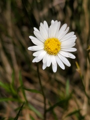 Erigeron hyssopifolius
