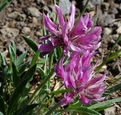 Trifolium attenuatum