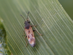 Ischnodemus sabuleti