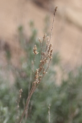 Artemisia spiciformis