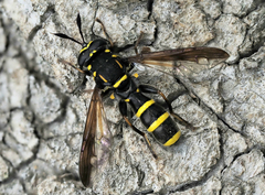 Sphiximorpha subsessilis