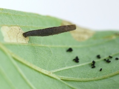 Coleophora cornella
