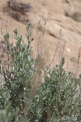 Artemisia spiciformis