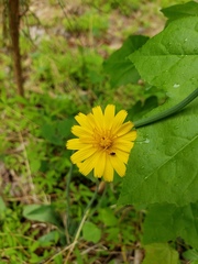 Krigia dandelion