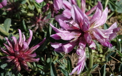 Trifolium attenuatum