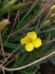 Diplotaxis tenuifolia