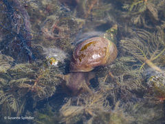Lymnaea stagnalis