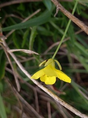 Diplotaxis tenuifolia