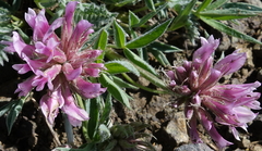 Trifolium attenuatum