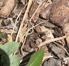 Habronattus formosus