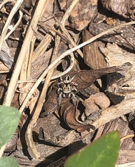 Habronattus formosus