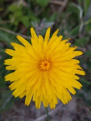 Hypochaeris radicata