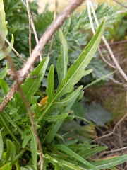 Diplotaxis tenuifolia