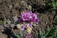 Trifolium attenuatum